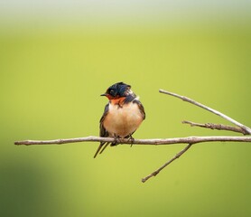 Fototapeta premium Shallow focus of Barn swallow bird perched on a tree twig with blurred green background