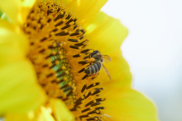 honey bee flies around the sun flower collecting nectar in spring time