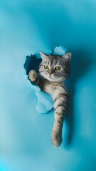 Curious grey cat peers through a blue gap in a floor, with a sneaky look on its face