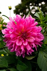Obraz premium Vertical shot of a dahlia pinnata flower blooming in a garden