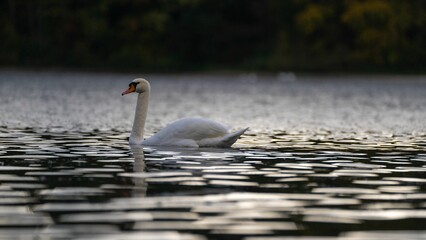 Closeup shot of a white swan swimming in the still lake against the isolated background © Chris Berg/Wirestock Creators