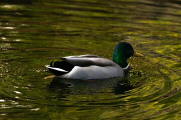 Obraz premium Closeup of a duck swimming in a river on a sunny day