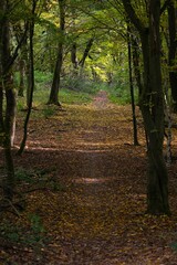 Obraz premium Vertical shot of a trail covered with yellow fallen leaves in a green forest