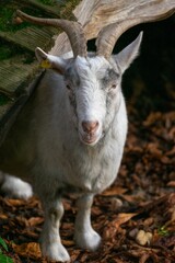 Vertical closeup of a Saanen goat in a forest