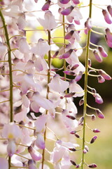 藤、藤の花、花、紫、白、、カラフル、神代植物、日本、東京、庭園、公園、野外、空、植物、4月、5月、春、咲く、綺麗、自然、ナチュラル、可愛い、クローズアップ、薄紫、パープル、花、