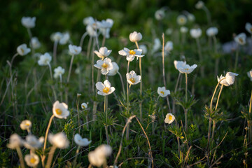 Snowdrop Anemones by the coast at the island Kassari in the Baltic Sea. Snowdrop windflower.
