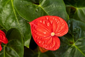 Horizontal closeup shot of a beautiful red anthurium flower surrounded by green leaves