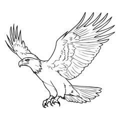 Eagle: Vector, Line art, Coloring, Wildlife, Animal, Cute
