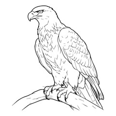 Eagle: Vector, Line art, Coloring, Wildlife, Animal, Cute