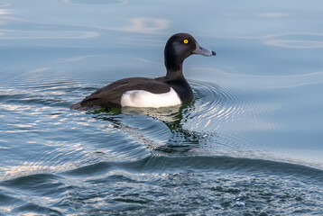 Adult male greater scaup (Aythya marila), or bluebill, a diving duck, Zurich Lake, Switzerland