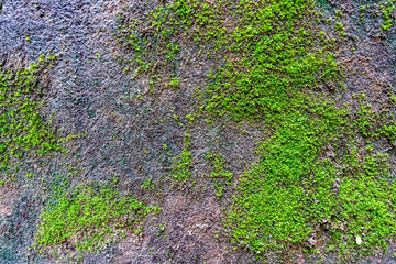 Closeup cement wall with moss