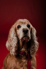 Vertical portrait of adorable brown English Cocker Spaniel dog against dark red background