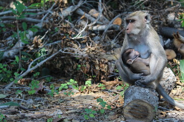 Animal, Monkey, Family, Natural, 