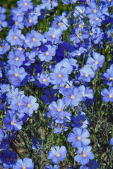 early summer Linum pierre blue flowers