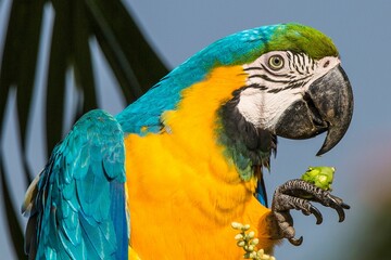 closeup of a macaw eating on a palm