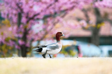 春の公園、カモが桜のそばでお散歩
