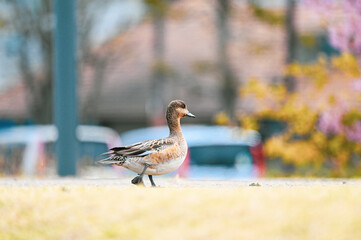 穏やかな春の季節、街中で水鳥が桜のそばでお散歩