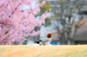 春の公園、カモが桜のそばでお散歩