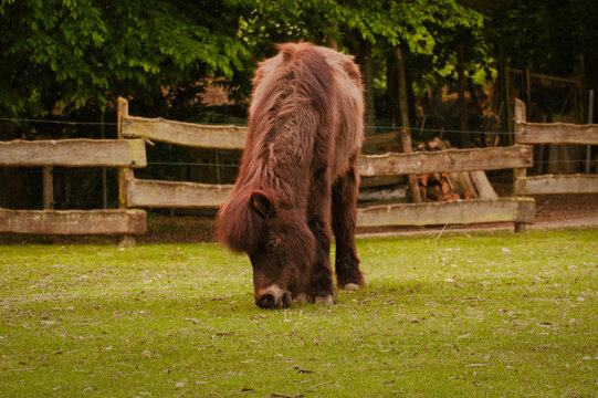 Pferd - Ponny  - Horse - Meadow - Grazing
