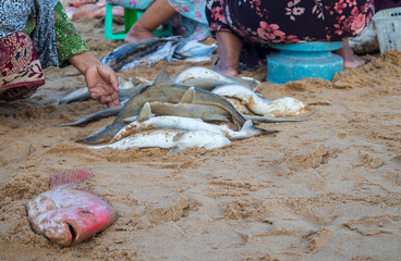 Piles of small sharks or baby sharks are sold at local markets on the beach for consumption by local residents in Indonesia.