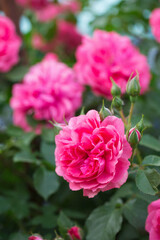 Bright pink roses in the garden
