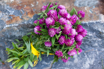 A beautiful bouquet of pink clover on a stone background