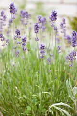 Small delicate peduncles of lavender