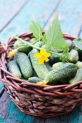 Young cucumbers in a vine basket in a rustic style