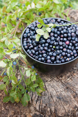 blueberry in a black bowl with a branch of blueberries