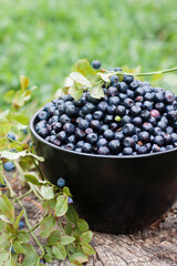 Fresh blueberry in a black bowl with a branch of blueberries
