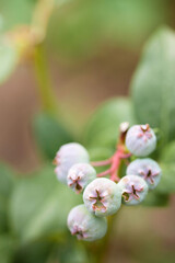 Green blueberry berries on a bush in the garden