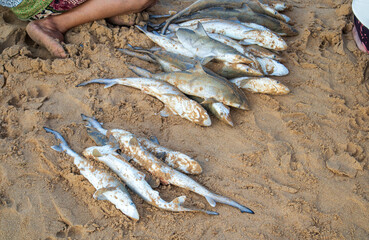 Piles of small sharks or baby sharks are sold at local markets on the beach for consumption by...