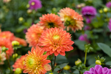 Orange dahlia in garden. A picture of the beautiful orange dahlia.