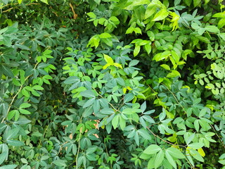The bright green leaves of the Manila tamarind, a legume. scientific name Pithecellobium dulce (Roxb.) Benth. Madras Thorn The stem is thorny and bears a tamarind-like pod.
