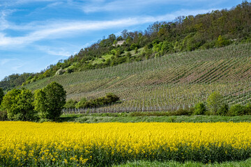 Weinlage vor Rapsfeld bei Ziegelanger im Landkreis Hassberge in Unterfranken