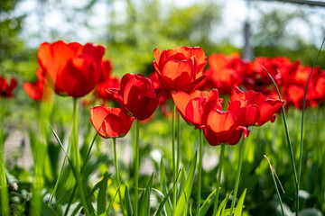 Rote Tulpen in perfektem Licht