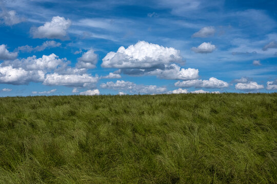 Wiese mit hohem Gras vor dem M&auml;hen im Fr&uuml;hs&ouml;mmer