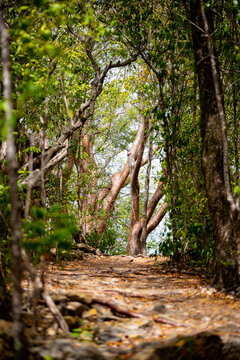 Hiking trail on south coast of Martinique island called &ldquo;Trace des Caps&ldquo; near &ldquo;Grand Anse des Salines&ldquo; beach leading through tropical forest with Copperwood or Gumbo-limbo trees (Bursera simaruba).