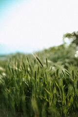 green grass spikes in Ukraine summer field