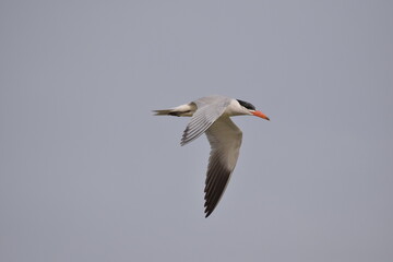 Fototapeta na wymiar Caspian Tern in flight, Langue de Barbarie, Senegal, Africa