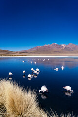 salar de uyuni lake with flamingo with andes mountains reflection bolivia. 