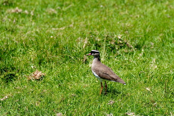 Kronenkiebitz (Vanellus coronatus), Vogel, Afrika, Familie der Regenpfeifer (Charadriidae),...