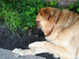 Dog resting near clover plants