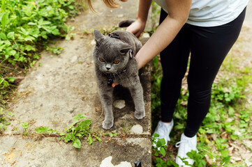 the girl's hands release the cat from the leash. removing the cat's leash in nature.girl walking...