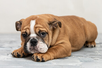 English bulldog puppy on a uniform background