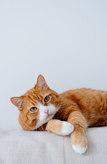 Ginger cat laying on the sofa. Close up photo of red cat on the couch. Domestic animals. Life with...