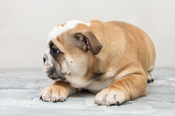 Obraz premium English bulldog puppy on a uniform background