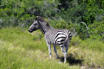 Fototapeta na wymiar Steppenzebra (Equus quagga burchelli) seitlich von hinten vor Buschland, Gebüsch, Zebra, Afrika, Südafrika, Safari