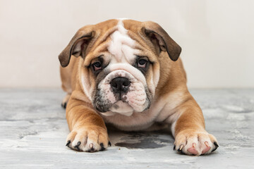 English bulldog puppy on a uniform background