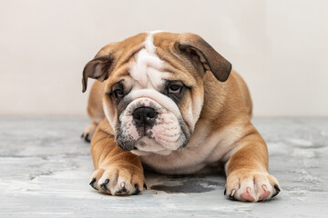 English bulldog puppy on a uniform background
